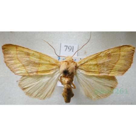 Atethmia centrago (Haworth, 1809) Ozimica średnia Czech79l